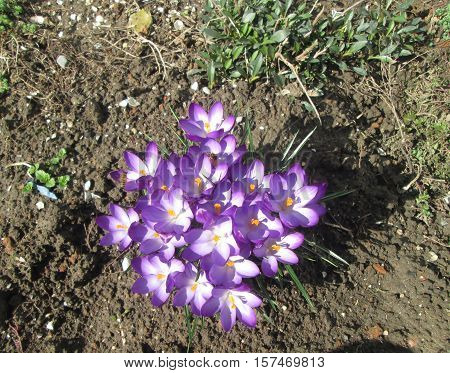 Bush Violet Flowers On A White Ground. Spring Flower Bed.