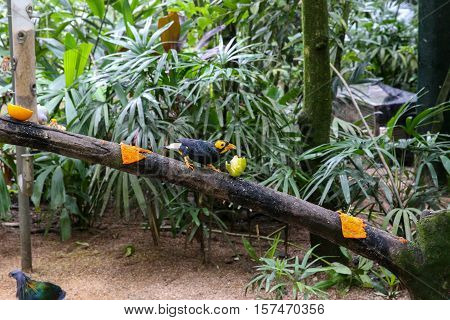 Exotic bird sitting on a tree in a forest.
