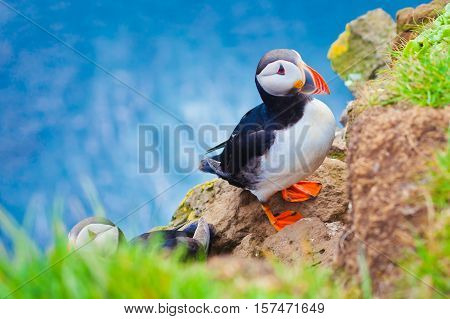 Atlantic Puffin bird on icelandic Latrabjarg Cape, Vestfirdir, Iceland.