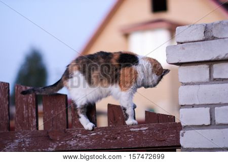 The cat looks back, standing on the fence. Her pursuer behind.