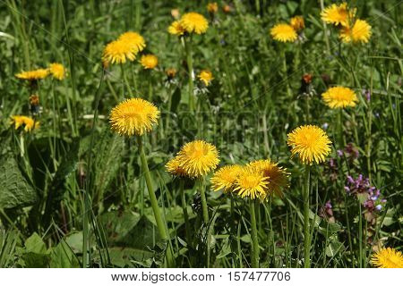 Dandelions - Common spring and summer flowers
