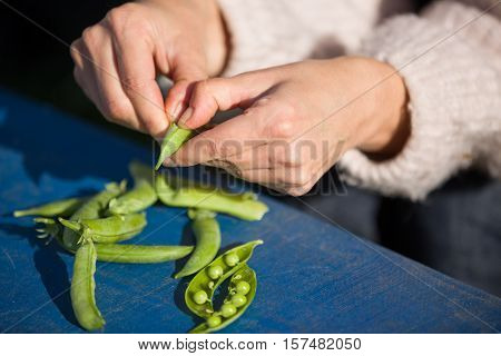 fresh pods of green peas in woman's hands. Girl's hands hulled peas from shell.
