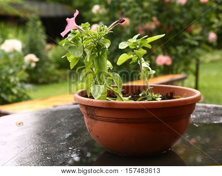 flower basket hang close up photo on the wooden cottage house background