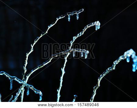 frosen icicles on tree branches night sceen close up picture