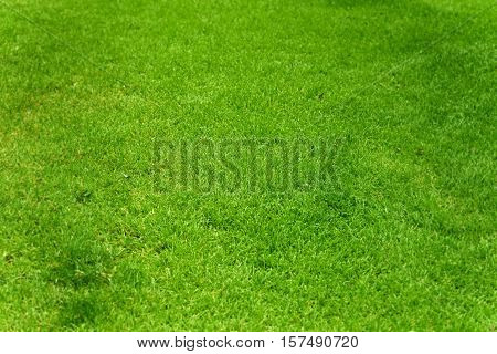 summer resh green grass as a background