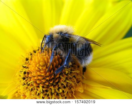 A bumblebee (Bombus) foraging on a Rudbeckia coneflower or black-eyed-susan. Photo taken in Värmland, Sweden.