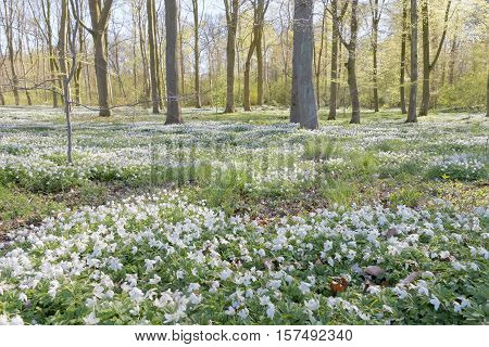 Thousands of wood anemone in the beech forest during spring a sunny day
