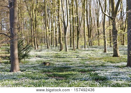 Thousands of wood anemone in the beech forest during spring a sunny day