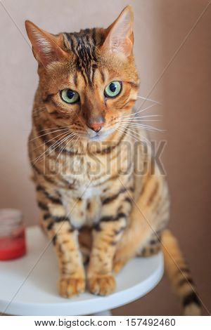Beautiful cat close-up on a light background. Bengal cat breed.