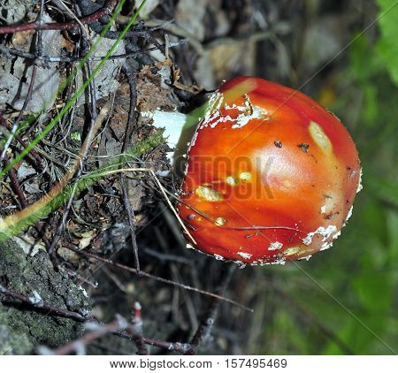 The spotted red fly agaric in autumn forest. Mushroom on a glade in autumn mushroom forest. Mushroom with red cap or head