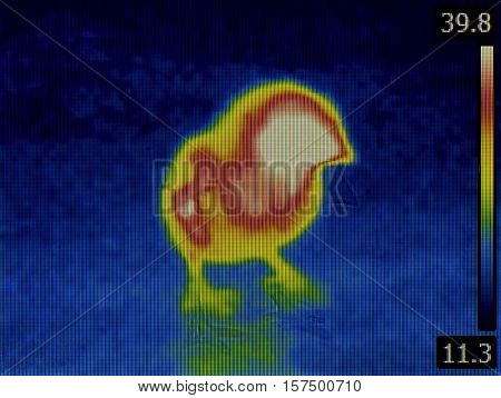 Bird Flu Disease Inspection with Thermal Imaging Infrared Camera