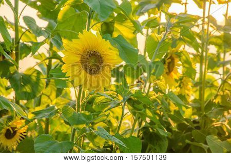 nice and warm in summer field with blooming sunflower blossoms. Dawn in the sunflowers. sunrise yellow sunflowers. sunflowers glade. morning fog in the meadow of sunflowers. bumble bee collects pollen