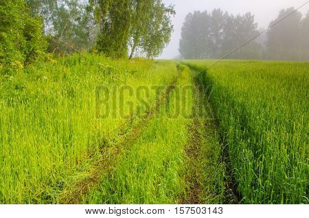 thick morning fog in the summer forest. thick morning fog in the forest at pond. Morning landscape in summer thick fog. dense fog in the morning.  early morning. forest hiding in the fog. forest path