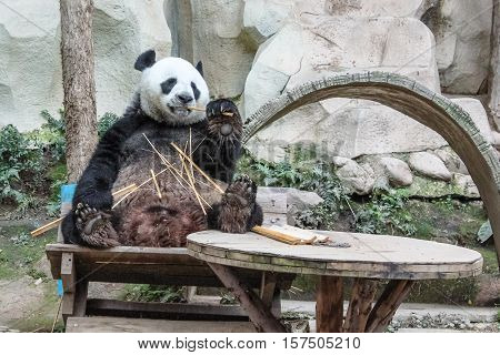 Chiang Mai, Thailand - July 23, 2011: a Giant Panda, Ailuropoda melanoleuca, eating bamboo in Chiang Mai Zoo. front view.