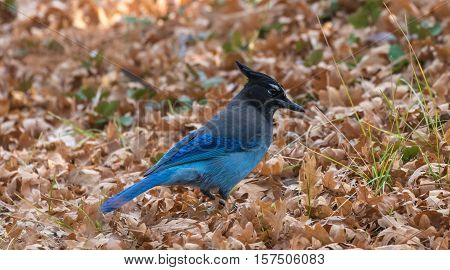 Stellers Jay (cyanocitta Stelleri)  In The Late Autumn On A Background Of Fallen Leaves, Arizona, Us