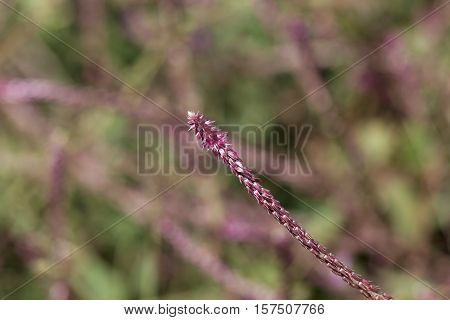 Flowers of Achyranthes aspera a medical plant in the tropical world.