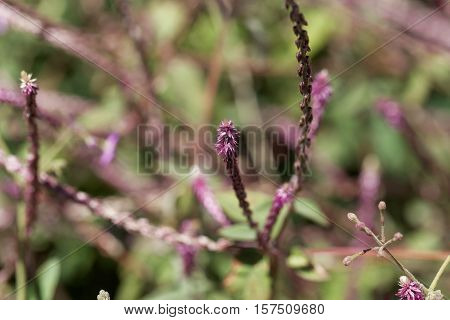 Flowers of Achyranthes aspera a medical plant in the tropical world.