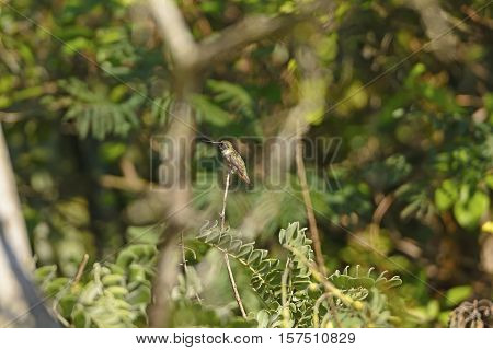 Black Chinned Hummingbird in a Tree in the Santa Ana Wildlife Refuge in Texas
