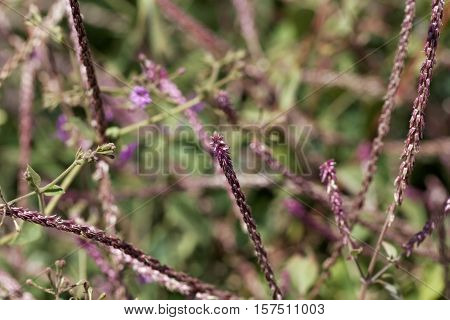 Flowers of Achyranthes aspera a medical plant in the tropical world.
