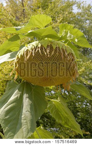 North America sunflower (Helianthus annuus) tall perennial plant that grows to heights of 120 inches or more