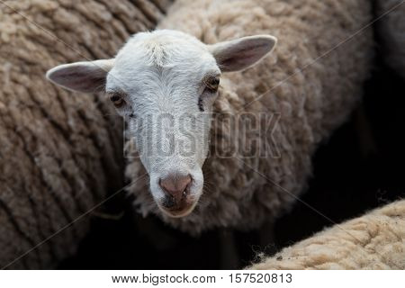 Sheep at Amantani Island (Isla Amantani), Peru