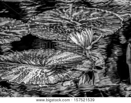Nymphaeaceae is a family of flowering plants. Members of this family are commonly called water lilies and live as rhizomatous aquatic herbs in temperate and tropical climates around the world.
