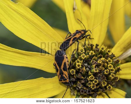 Lygaeidae are a family in the Hemiptera Milkweed bugs