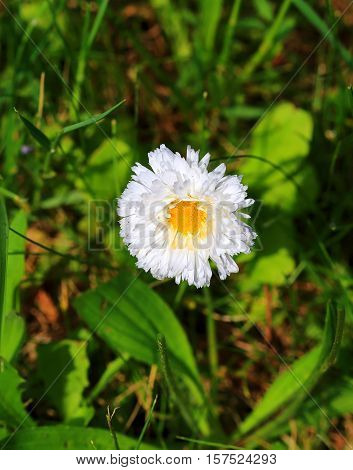 Chamomile with white petals and yellow core on a background of green grass