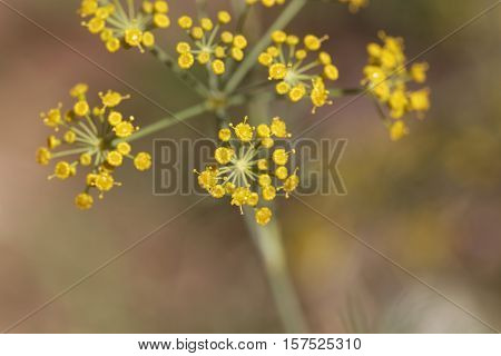 Macro photo of Dill (Anethum graveolens) flowers.