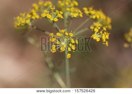 Macro photo of Dill (Anethum graveolens) flowers.