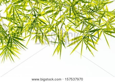 Bamboo leaves Isolated on a white background