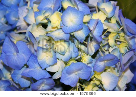 Güzel mavi Hydrangea Fowers