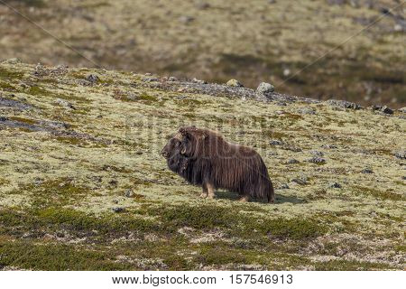 Male musk ox (Ovibos moschatus) standing in meadow