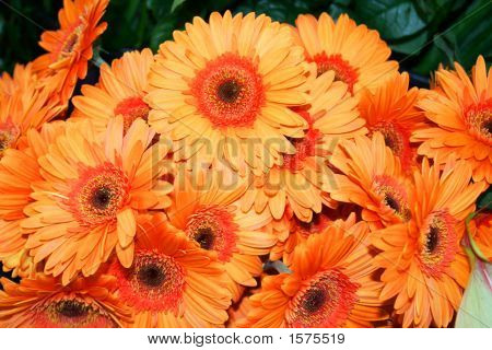 Beautiful Fowers