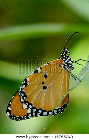 Motyl salceson