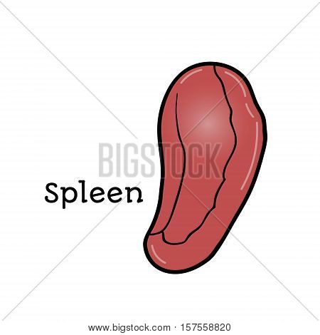 Human spleen, anatomical vector illustration isolated on white background. Healthy human spleen, anatomical illustration, physiology, healthcare