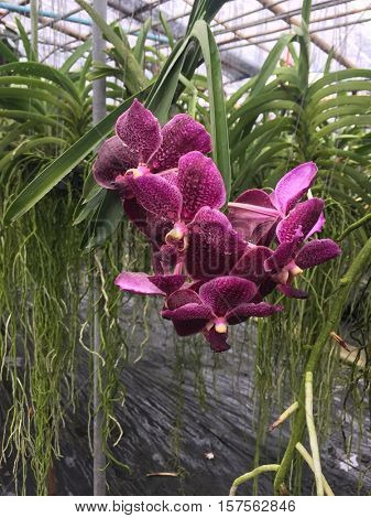 Large flowers burgundy orchid varieties on a branch with CATTLEYA orihidey garden. Thailand Phuket.