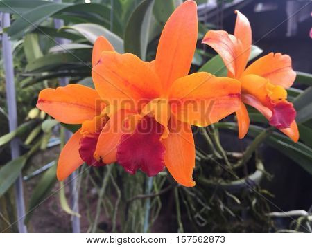 Large flowers orange orchid varieties on a branch with CATTLEYA orihidey garden. Thailand Phuket.