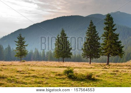 Five spruce trees on the pasture high up in the Carpathian mountains against the mountain backdrop