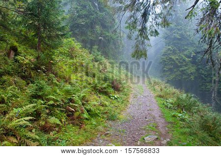 Misty road through the forest in the mountains