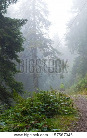 A traveler walking down a misty road through the forest in the mountains