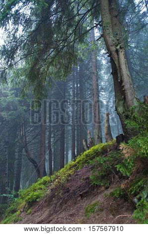 Pine trees on the in the forest