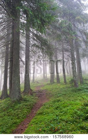 Hiking trail through the misty pine forest