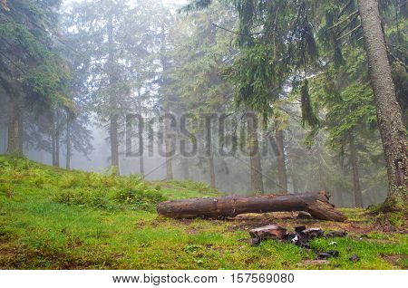 A log in the pine forest on a foggy morning