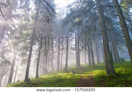 Hiking trail through the misty pine forest