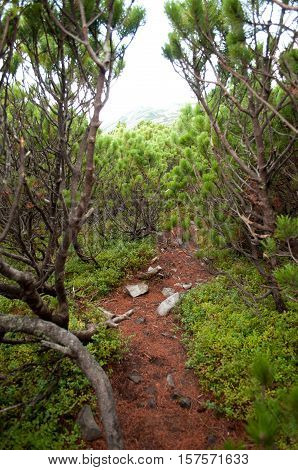 Path through creeping pine in the mountains