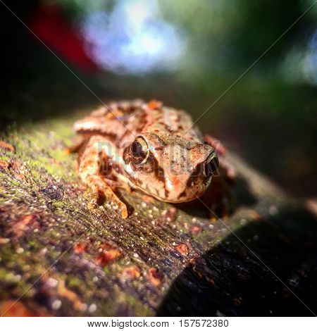 Frog sitting in the warm sunlight on the branch of a tree