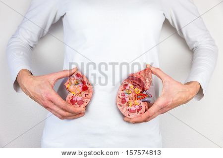 Woman holding model human kidney halves at white body
