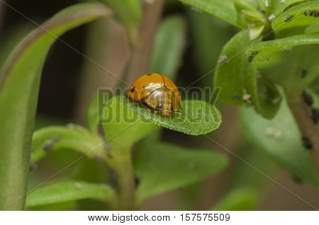 An orange and black ladybug on a leaf