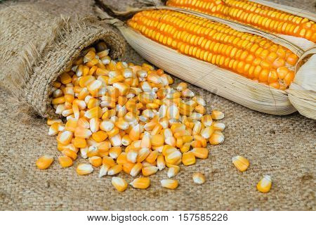 corn seed or maize corn seed pile on brown sack background